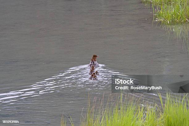 Merganser 8 Chicks - アメリカ合衆国のストックフォトや画像を多数ご用意 - アメリカ合衆国, アラスカ, カワアイサ