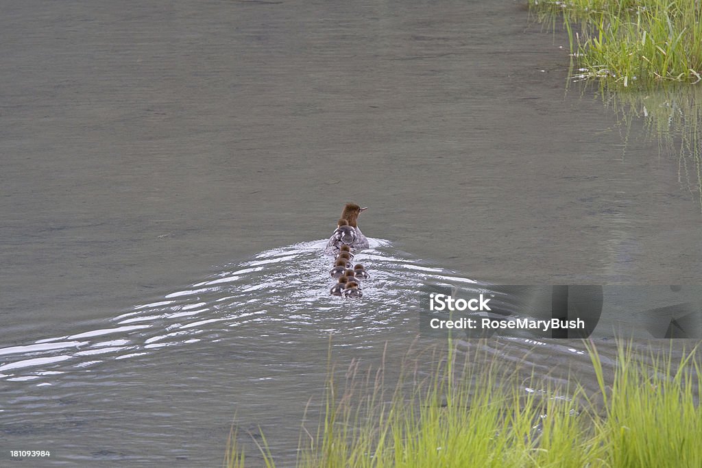 Merganso com 8 chicks - Foto de stock de Alasca - Estado dos EUA royalty-free