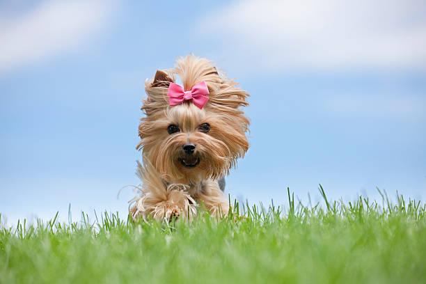 istock Yorkshire Terrier dog running on a hill 181093985