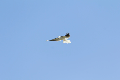 A White-tailed Kite flies overhead while looking for rodents on the ground.
