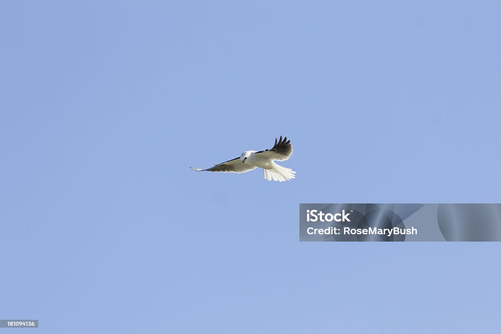 White-de-cauda-Kite à procura de alimentos - Royalty-free Animais caçando Foto de stock