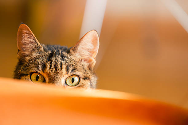 Lurking cat Domestic cat ready to hunt animal ear stock pictures, royalty-free photos & images