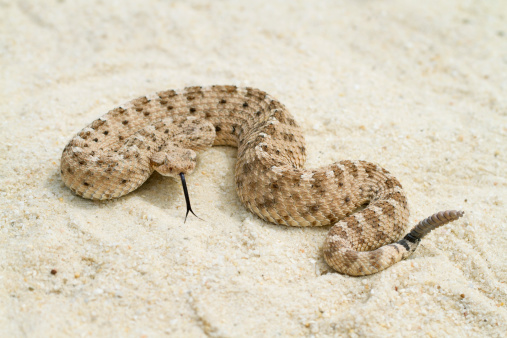 Sidewinder Rattlesnake with Forked-tongue