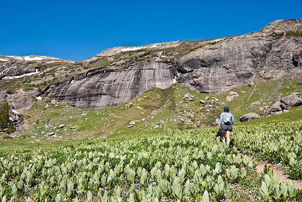 Woman Hiking to Upper Ice Lakes Basin The San Juans in southern Colorado are a high altitude range of mountains that straddle the Continental Divide of the Rocky Mountains. This woman hiker is walking through a meadow of False Hellebore on the way to Upper Ice Lake Basin in the San Juan National Forest, Colorado, USA. jeff goulden san juan mountains stock pictures, royalty-free photos & images