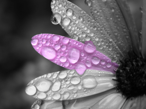 A black and white and pink daisy so heavily laden with dew that water drips from its petals.  