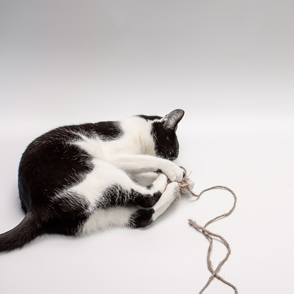 A domestic cat playing with a thin string