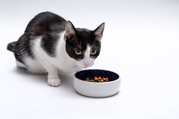 istock A black and white domestic cat eats kitten crisps straight from the bowl 1810947679