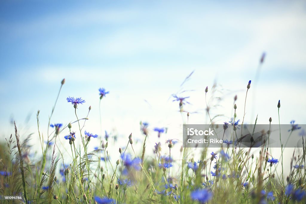 Prairie d'été - Photo de Allemagne libre de droits