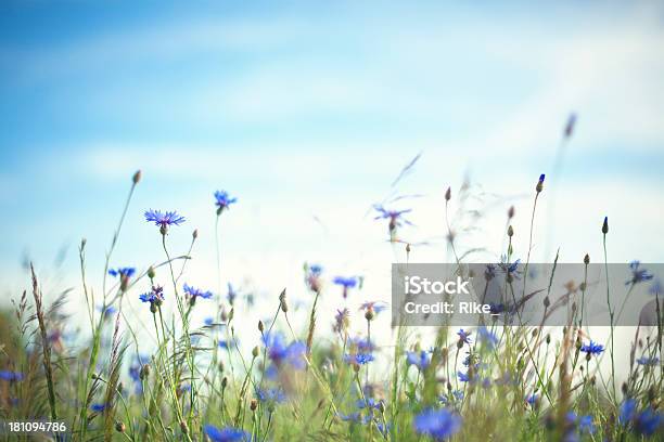 Photo libre de droit de Prairie Dété banque d'images et plus d'images libres de droit de Allemagne - Allemagne, Bleuet des champs, Champ