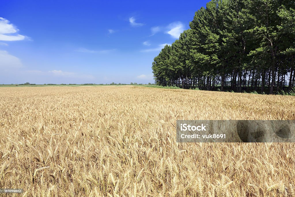 Grande campo de trigo maduro - Foto de stock de Agricultura royalty-free
