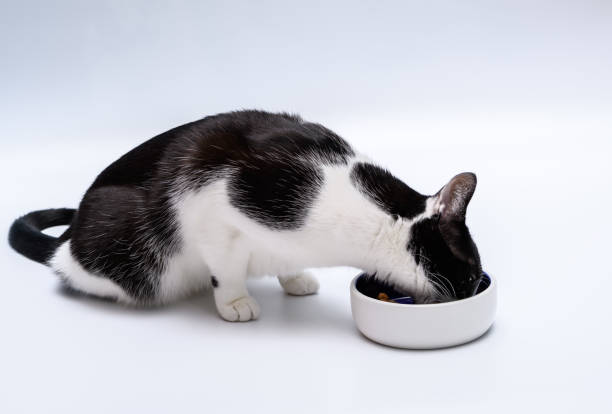 istock A domestic cat greedily eats food from a bowl close up 1810948209