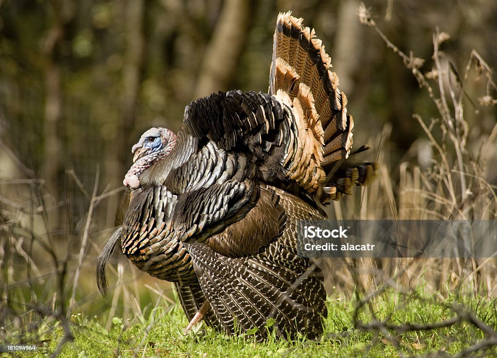 Tacchino selavatico, la California del nord - Foto stock royalty-free di Accoppiamento animale