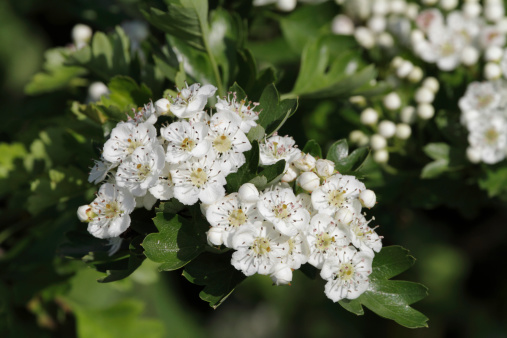 The white hawthorn blossom, also known as 'may' and 'whitethorn', starts to appear at the end of April here in London. This photograph features flowers, buds and leaves. The Latin name for the hawthorn is (Crataegus monogyna). Hawthorn is omitted from some guides to British trees because it often grows to less than 20 feet (3 metres) in height.
