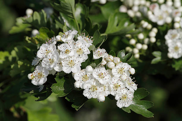 May blossom on hawthorn tree Crataegus monoguna stock photo