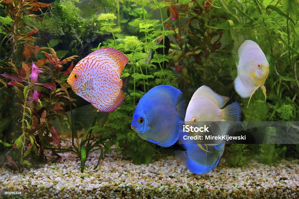 원반던지기 (Symphysodon), 멀티 채색기법 cichlids 의 수족관 - 로열티 프리 민물 스톡 사진