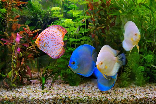 Discus (Symphysodon), multi-colored cichlids in the aquarium Discus (Symphysodon), multi-colored cichlids in the aquarium, the freshwater fish native to the Amazon River basin discus fish symphysodon stock pictures, royalty-free photos & images