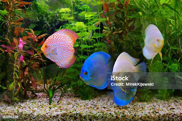 Метание Диска Разноцветная Cichlids В Aquarium — стоковые фотографии и другие картинки Аквариум