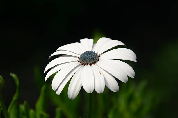 Floating Petals stock photo