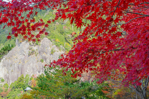 Autumn leaves at Mount Horaijisan (Shinshiro City, Aichi Prefecture)
