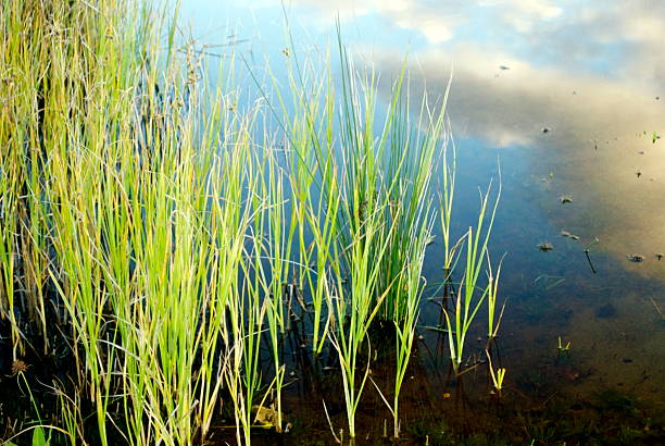 Cloud & Sky Reflection in Low Tide  carex pluriflora stock pictures, royalty-free photos & images