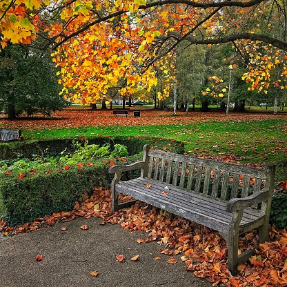 Tree with golden autumn leaves behind a park bench surrounded by autumn leaves