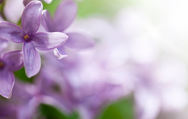 istock Close – Up Of Lilac Flowers 181095796
