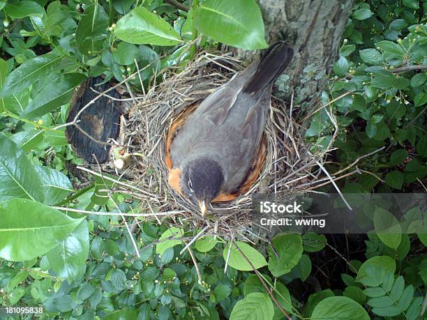 Robin Auf Ihrem Nest Stockfoto und mehr Bilder von Ausbrüten - Ausbrüten, Baum, Farbbild