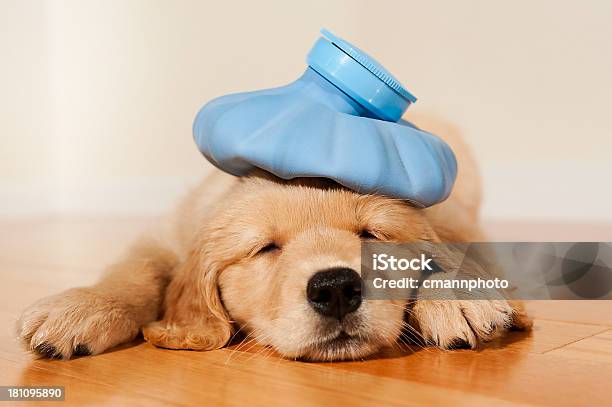 Under The Weather Golden Retriever Puppy Stock Photo - Download Image Now - Dog, Illness, Animal