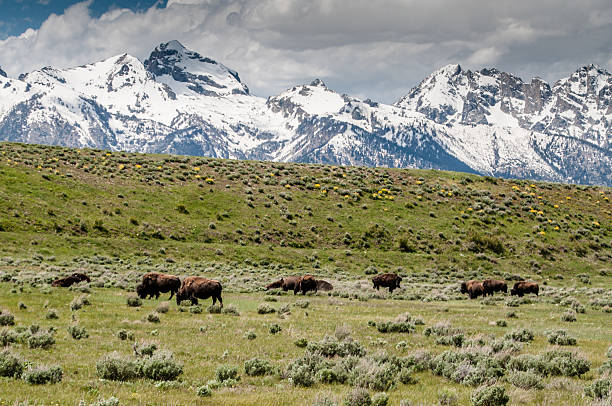 istock Wild American Buffalo or bison . 181095919