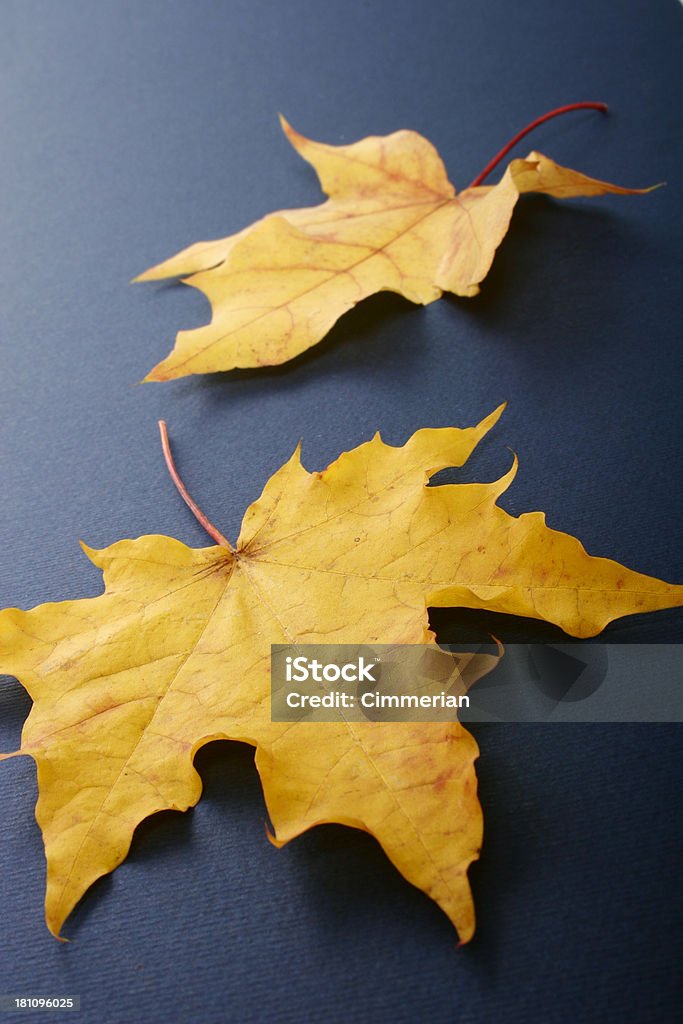 Feuilles d'érable automne - Photo de Automne libre de droits