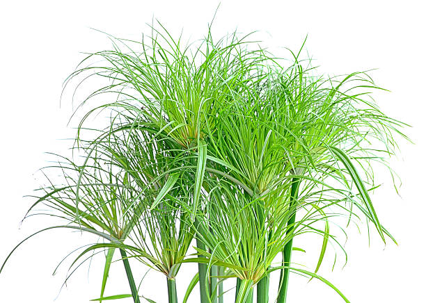 Green papyrus plant on white background stock photo