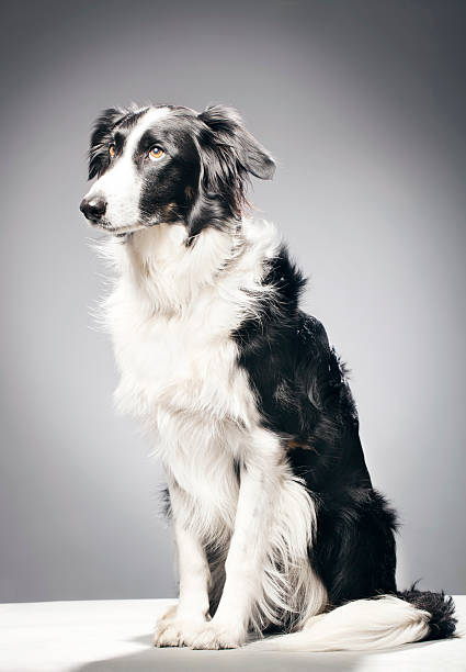 인물 사진 보더콜리 - loyalty dog waist up studio shot 뉴스 사진 이미지