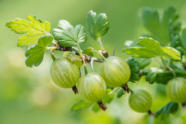 verde grosella espinosa - gooseberry fruit bush green fotografías e imágenes de stock