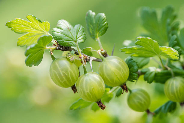 verde gooseberries - gooseberry foto e immagini stock