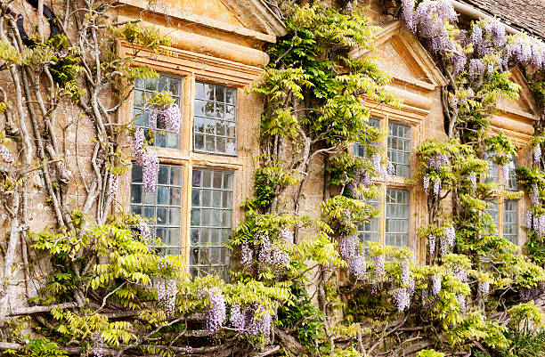 Wisteria around stone mullion windows An Elizabethan property, Mapperton House - an English stately home in the Dorset countryside elizabethan style stock pictures, royalty-free photos & images