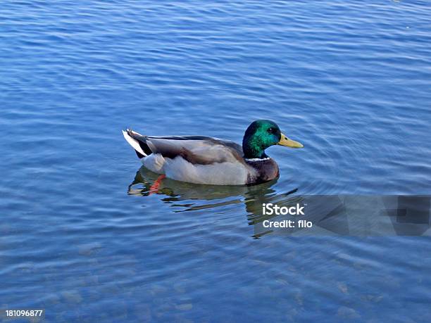 Natación Ánade Real Foto de stock y más banco de imágenes de Adulto - Adulto, Agua, Animal