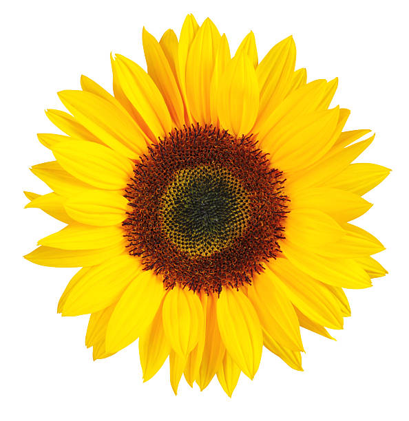 Sunflower Isolated Sunflower isolated on white background. With clipping path.  sunflower stock pictures, royalty-free photos & images