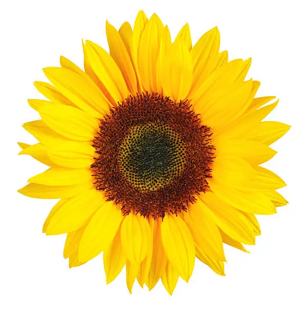 Sunflower isolated on white background. With clipping path. 