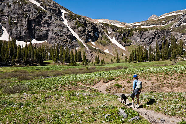 Woman and Dog Hiking to Upper Ice Lakes Basin The San Juans in southern Colorado are a high altitude range of mountains that straddle the Continental Divide. This wide-open landscape, at 12,300, is well above timberline. The young woman and her dog were photographed on the way to Upper Ice Lake in the San Juan National Forest near Silverton, Colorado, USA. jeff goulden domestic animal stock pictures, royalty-free photos & images