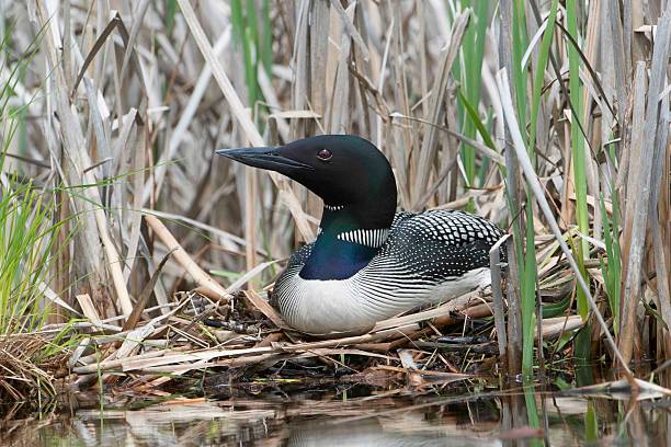 Nesting Common Loon stock photo