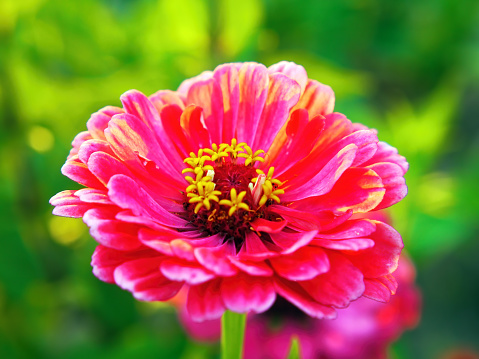 Red flower blooms with dark background