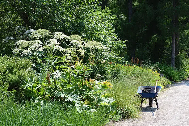 giant cow parsnip (Heracleum mantegazzianum) in a flowerbed. On the path is a wheelbarrow