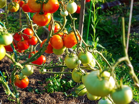 Tomatoes in a garden in the village, in summer