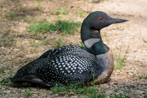 A Common Loon (Gavia immer) in full breeding plumage sitting on a path.