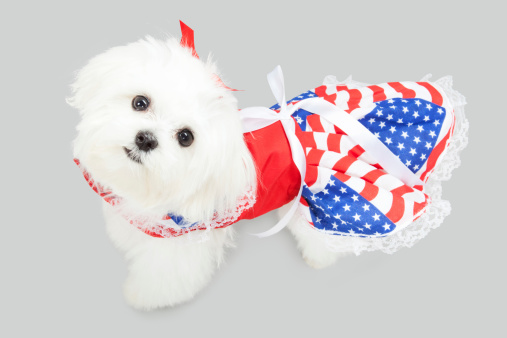 Cute little white dog in a American flag costume.RM.  rrDogs & Puppies