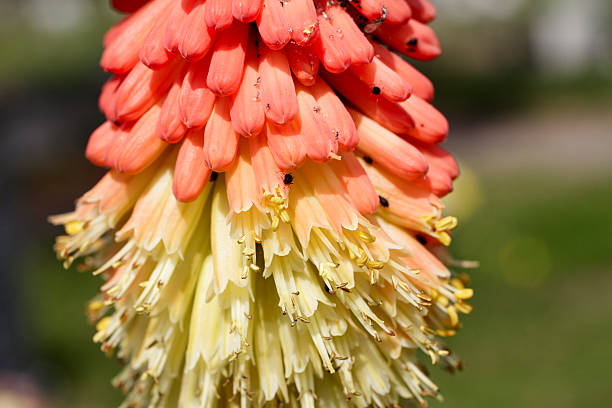 kniphofia 레드 핫 부지깽이, 검정콩 진딧물 infestation - black bean aphid 뉴스 사진 이미지