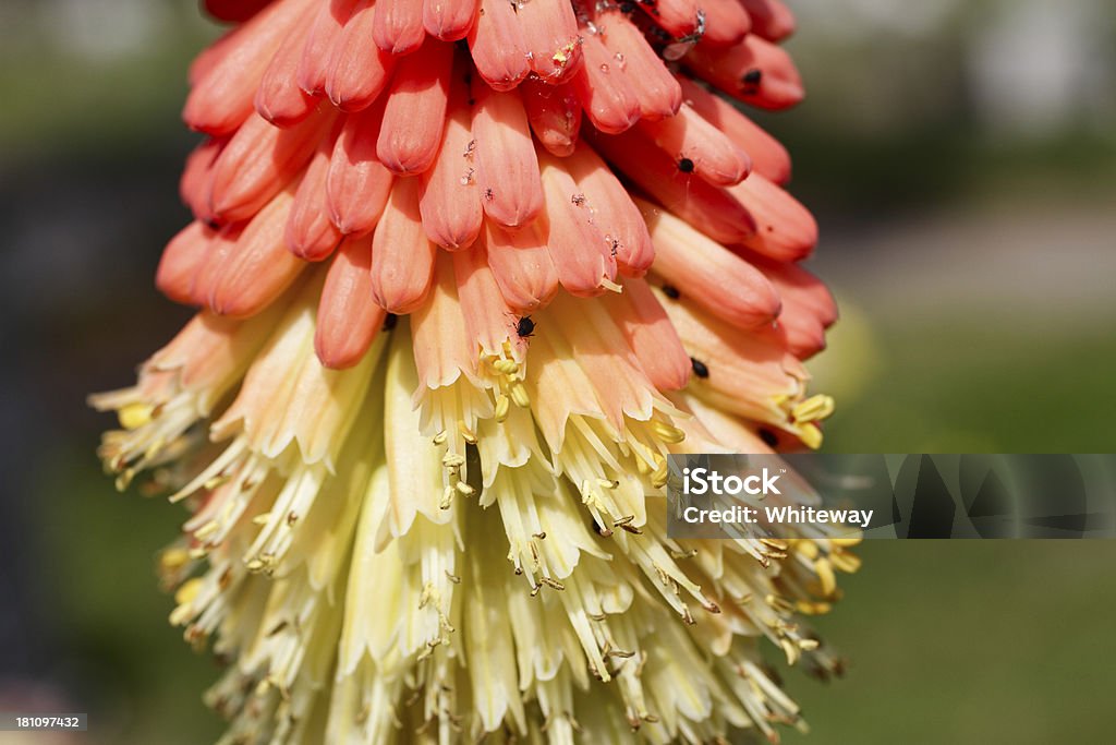 Kniphofia ярко-красный покер с Чёрный боб Тля саранчи - Стоковые фото Факел Lily роялти-фри