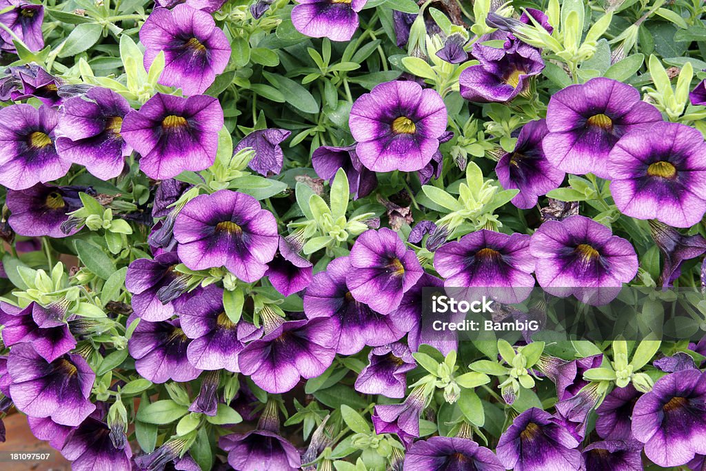 Flores - Foto de stock de Aire libre libre de derechos