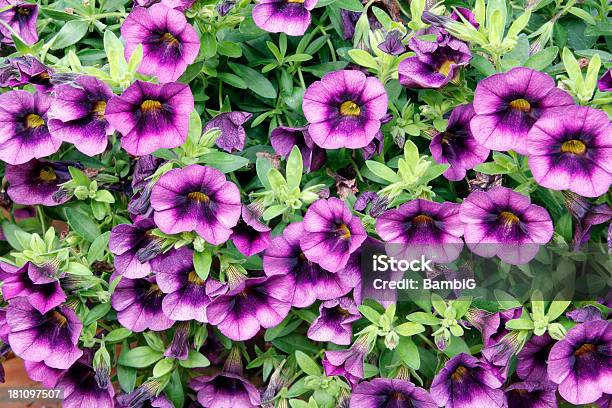 Flores Foto de stock y más banco de imágenes de Aire libre - Aire libre, Anual - Característica de planta, Belleza de la naturaleza