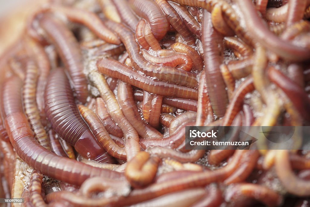 Lombrico - Foto stock royalty-free di Vermicompost